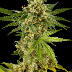 reg Lemon (Лимон, Лемон ТГК 18%)